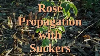 Rose Propagation with Suckers