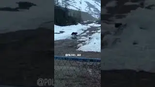 ❗❗❗ОРКИ ВЗОРВАЛИ МЕДВЕДЯ.