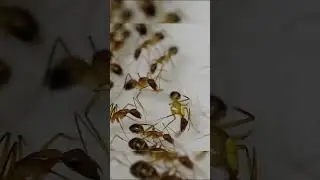 Ant selectively amputates infected limbs of wounded sister