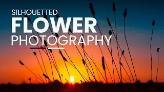 Amazing Silhouetted Flower Photos - IDEAS TO STEAL!