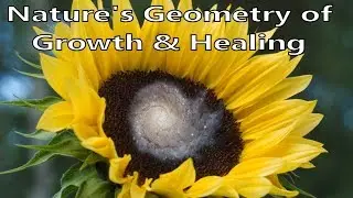 Phi Spirals: Natures Geometry of Growth & Healing