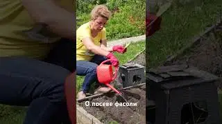 О ПОСЕВЕ ФАСОЛИ В ГРУНТ #сад #дача #огород #семена #агрофирмааэлита