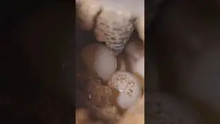 Filming eggs coming out of a Sea turtle 😱