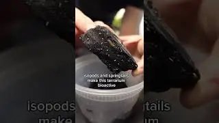 Permanently Sealed Bioactive Terrarium That Could Outlive Me 