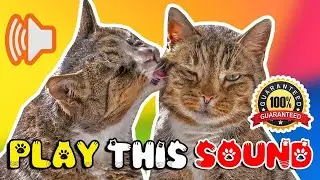 Female cat in heat sounds ⭐ Female cat mate call ⭐ Female cat calling for male sound ⭐ Cat sound