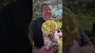 Get 50+ 🍄 blocks from the North Austin Farm