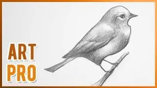 How to Draw a BIRD step by step ⭐ [METHOD]