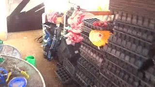 Чем обрабатывать клубнику