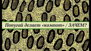 Зачем попугай делает компот в поилке?  Поддержание нормальной микрофлоры. Прикладная биотехнология.