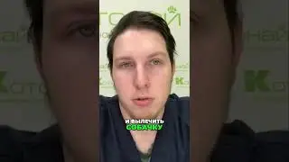 Как лечить судороги у собак | Роль магнитно-резонансной томографии