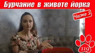 БУРЧАНИЕ В ЖИВОТЕ ЙОРКА. Как реагировать? Что я делаю и чего не делаю? 3 