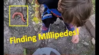 Liam Finding Millipedes: 