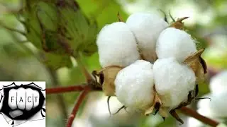 Top 10 Cotton Producing States In India 2015-16