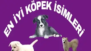 En İyi 60 güzel Köpek İsmi