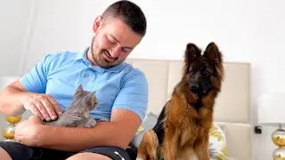 Funny German Shepherd Jealous of Me Petting Tiny Kitten