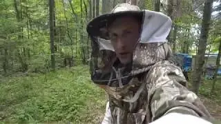 Среднерусская пчела в Пермском крае