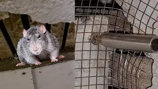 How to keep rats and mice out | Rodent mesh installation