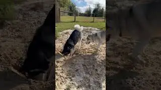 Funny Husky Dog Waits To BITE & ATTACK!!!