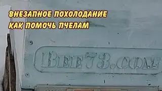 внезапное похолодание на пасеке как помочь пчелам