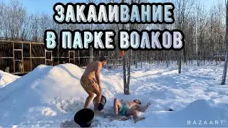 В парке Северных Волков утро началось с закалки. Волчица Арья забрала самый большой кусок курицы.