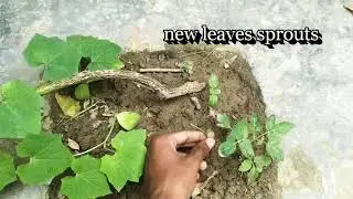 Mini vegetable garden / chilly plants/ Tulsi plant/Tori (ridge gourd )/ Tomato plant/ Marigold plant