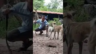 Breeding dogs near water jars