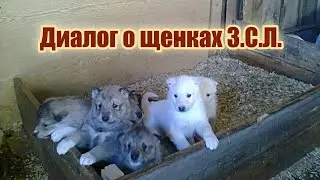 Диалог о щенках Западно-сибирских лаек