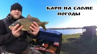 Карповое эльдорадо. Мой первый в жизни платник.