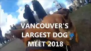 Vancouver's Biggest Dog Meet - March 2018 - Trout Lake - Chester POV