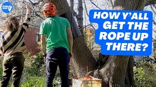 How to get a ROPE high in a TREE,  pro arborist explains that common question