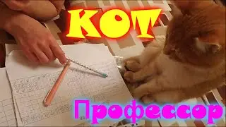 ЛЮБОПЫТСТВО кошек Кот Профессор!