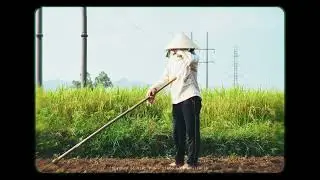 Rhythms of Viet Nam - Paddy Fields