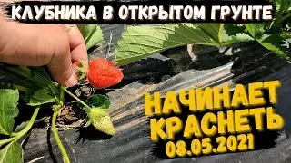 Ягода начинает краснеть в открытом грунте.  8 мая 2021