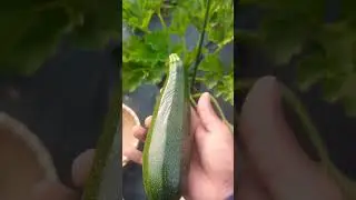 Growing zucchini vertically - Harvest and quick pruning ! #courgette #short