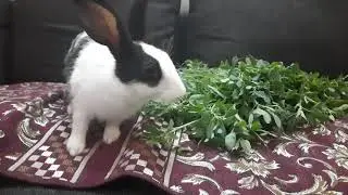 CUTE BUNNY ENJOYING BERSEEM GRASS