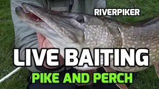 Livebaiting for perch and pike