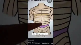 Doctor Explains Why Touching Your Belly Button Feels Naughty!