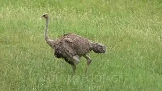 ostrich walking in the green grass