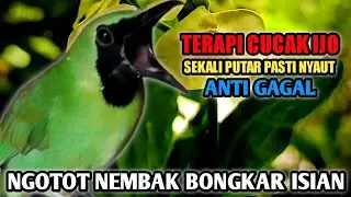 TERAPI SUARA AIR KHUSUS CUCAK IJO BAHAN PASTI LANGSUNG BUNYI