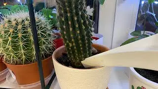 Полив кактусов. Истории про кактусы 🌵