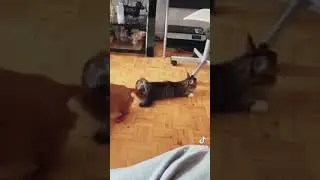 Собака и кот извращенцы прикол