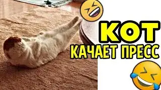 😁 Лютые Приколы ► Кот качает ПРЕСС! (Смешные мемы. Угарные Приколы и Лучшие Мемы)