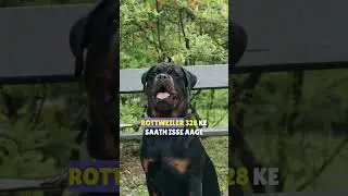 Pitbull vs Rottweiler: The Ultimate Breed Face-Off | Who will Win