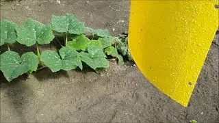 Тепличная белокрылка летит на желтую ловушку
