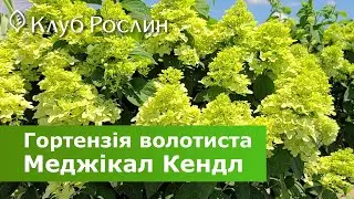 Гортензия Меджикал Кендл • Hydrangea paniculata Magical Candle - обзор и уход за растением