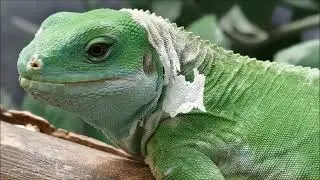 Мир рептилий