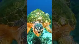 OCEAN WONDERS: SEA TURTLE #ocean  #animals #sea