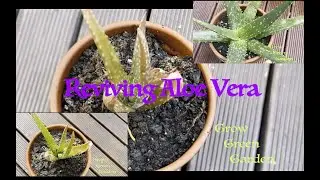 How to revive  a sunburnt aloe vera plant with updates