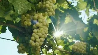 Олія виноградних кісточок - краплі сонця Придунайської Бессарабії!