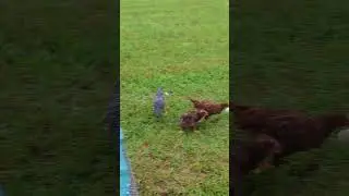 Chickens Play Football With Corn on the Cob